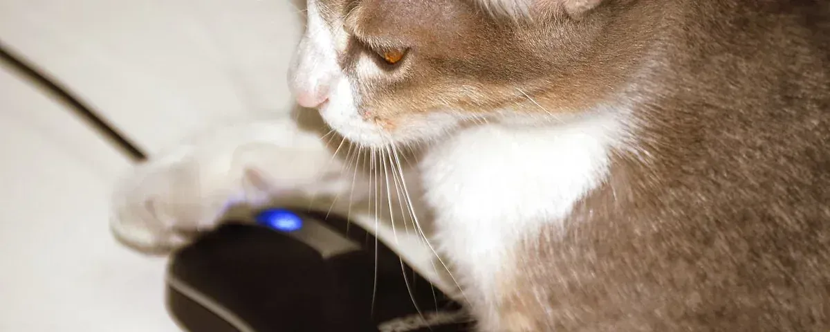 cat and computer mouse
